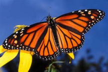 monarch Butterfly